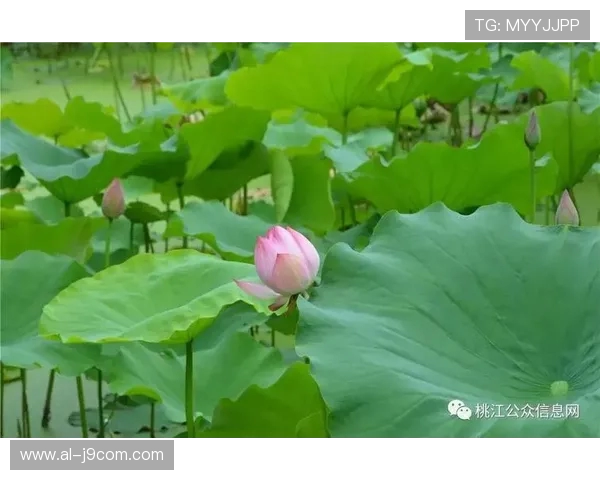 云南村超鲜花足球点燃乡村热情 传递梦想与希望的绿色力量